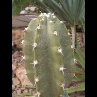 Cereus stenogonus (fam Cactacees) (Argentine, Bolivie, Paraguay) (3)